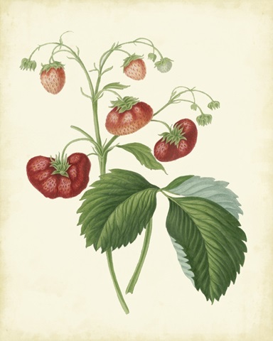 Plantation Strawberries II