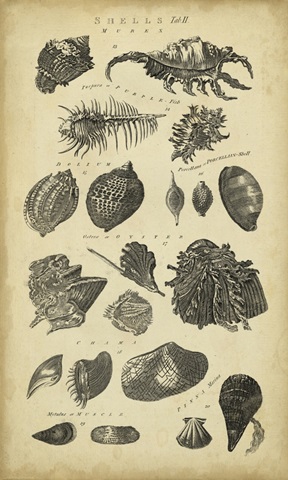Study of Shells I