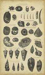Study of Shells II