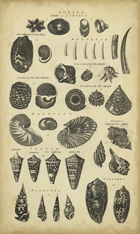 Study of Shells II
