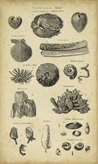 Study of Shells IV