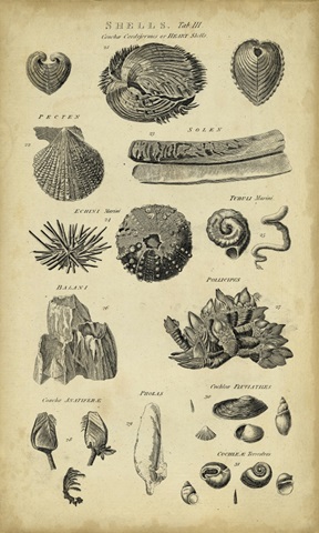 Study of Shells IV