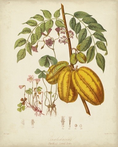 Twining Botanicals V