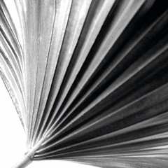 Black and White Palm II
