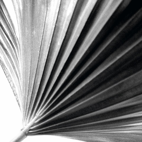 Black and White Palm II