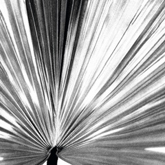 Black and White Palm III