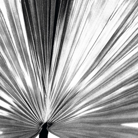 Black and White Palm III