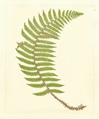 Broad Buckler Fern