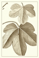 Cropped Sepia Botanical III