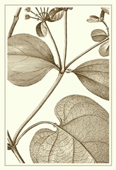 Cropped Sepia Botanical V