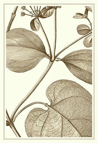 Cropped Sepia Botanical V