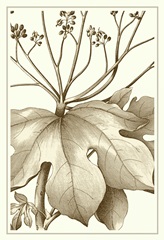 Cropped Sepia Botanical VI