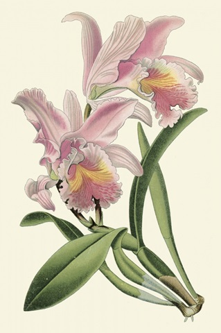 Delicate Orchid III