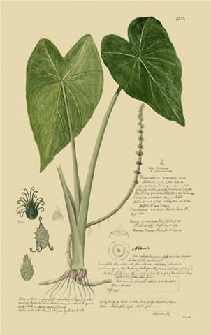 Descubes Aroid Plant I