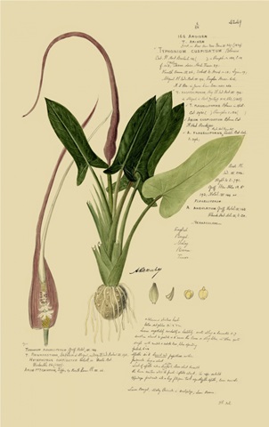 Descubes Aroid Plant II