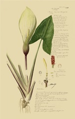 Descubes Aroid Plant III