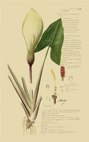 Descubes Aroid Plant III