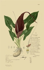 Descubes Aroid Plant IV