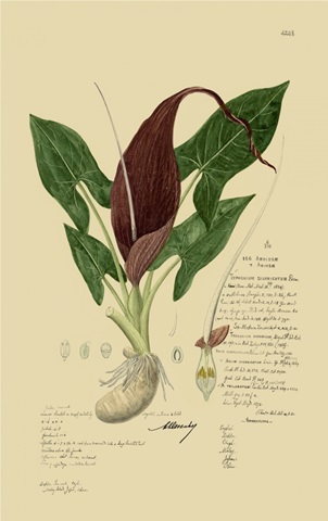 Descubes Aroid Plant IV