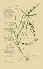 Descubes Ornamental Grasses I