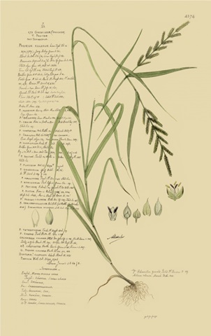 Descubes Ornamental Grasses I