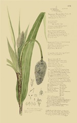 Descubes Ornamental Grasses II