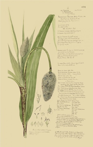 Descubes Ornamental Grasses II