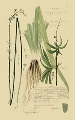 Descubes Ornamental Grasses III