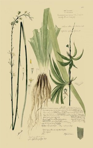 Descubes Ornamental Grasses III