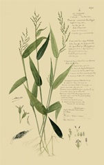 Descubes Ornamental Grasses IV