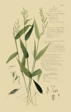 Descubes Ornamental Grasses IV