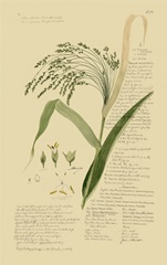 Descubes Ornamental Grasses V