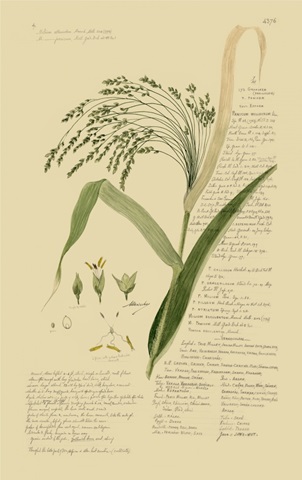 Descubes Ornamental Grasses V