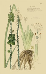 Descubes Ornamental Grasses VI