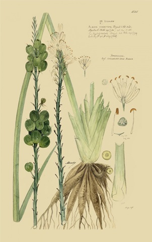 Descubes Ornamental Grasses VI