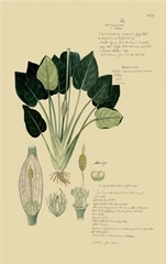 Descubes Tropical Grasses I