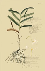 Descubes Tropical Grasses II