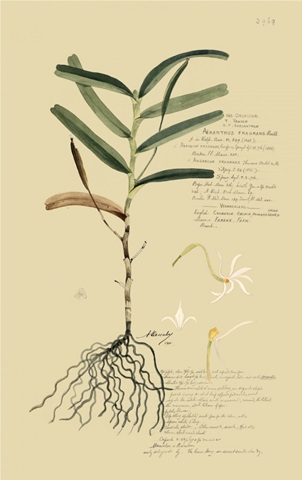 Descubes Tropical Grasses II