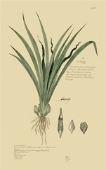 Descubes Tropical Grasses III