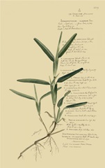 Descubes Tropical Grasses IV