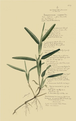 Descubes Tropical Grasses IV