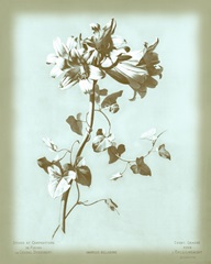 Dussurgey Amaryllis on Blue