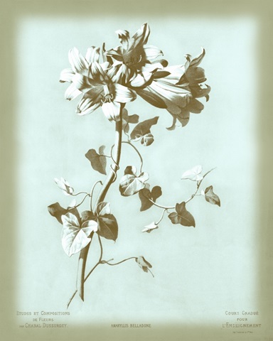 Dussurgey Amaryllis on Blue