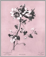 Dussurgey Amaryllis on Pink