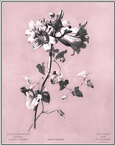 Dussurgey Amaryllis on Pink