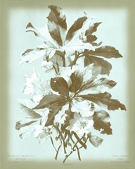 Dussurgey Ellebore on Blue