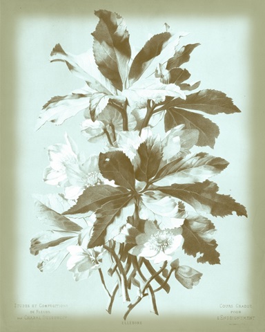 Dussurgey Ellebore on Blue