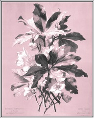 Dussurgey Ellebore on Pink