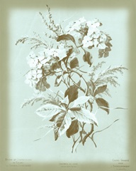 Dussurgey Hydrangea on Blue