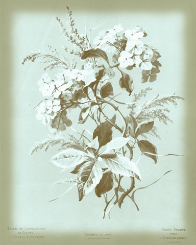 Dussurgey Hydrangea on Blue